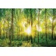 Fali poszter erdő  (többféle méretben)13461