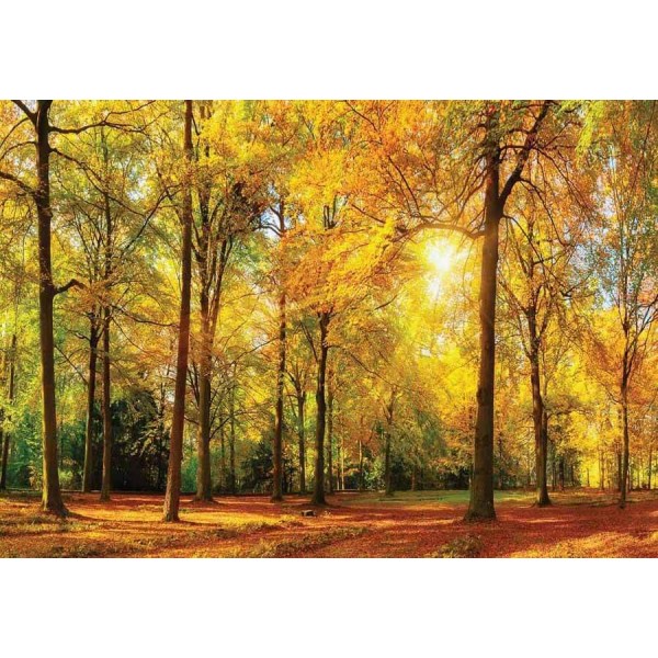 Őszi erdő poszter (többféle méretben) 13460 