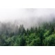 Ködös erdő posztertapéta (több méretben) 13907