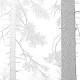 Erdő, fakó szürke posztertapéta (több méretben) 13908