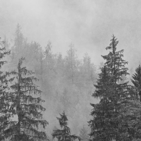 Erdő, fekete fehér posztertapéta (több méretben) 13909