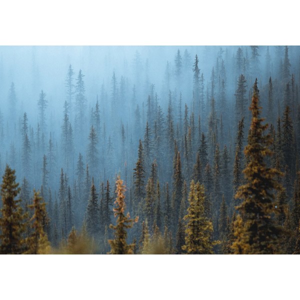 Ködös erdő posztertapéta (több méretben) 13915