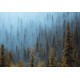 Ködös erdő posztertapéta (több méretben) 13915