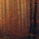 Őszi erdő posztertapéta (több méretben) 13918
