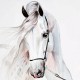 Festett hatású fehér ló fali poszter (több méretben) 14086
