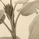 Bézs növénymintás fotótapéta (átmérő: 125 cm)  JK950