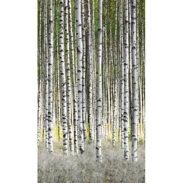 Smart Art nyírfaerdő poszter (159 x 270 cm) 47220